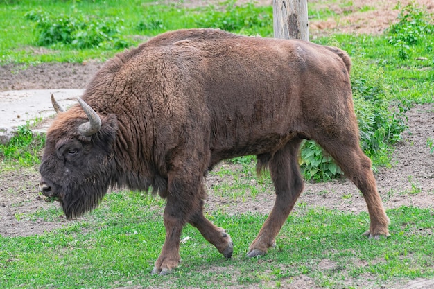 El bisonte europeo adulto macho Bison bonasus caminando por un prado verde