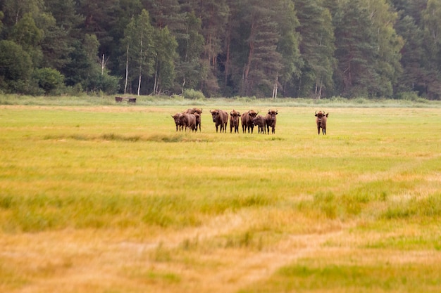 Foto bisonte europeo bielorrusia