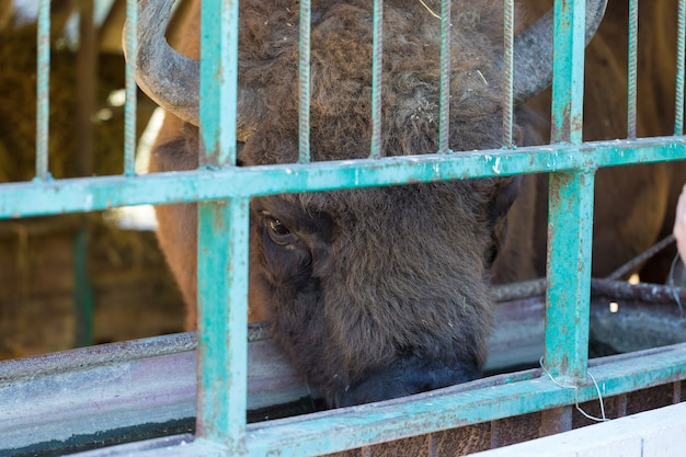 Bisonte europeo - Bison bonasus en la reserva de Moldavia.