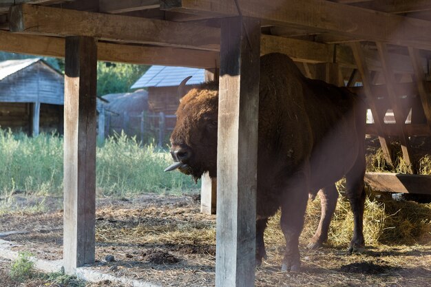 Bisonte europeo - Bison bonasus en la reserva de Moldavia.