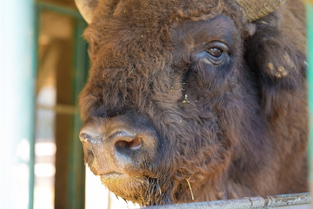 Bisonte europeo - Bison bonasus en la reserva de Moldavia.