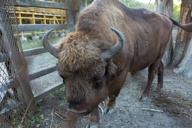 Bisonte europeo - Bison bonasus en la reserva de Moldavia.