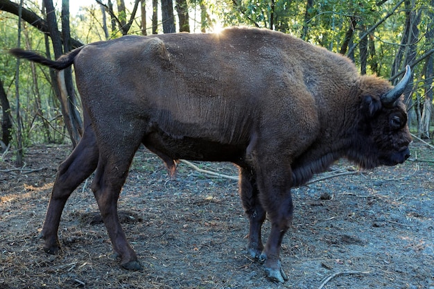 Bisonte europeo Bison bonasus xAen la reserva de Moldavia