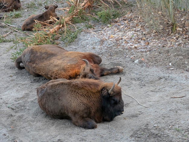 Bisonte europeo, bisonte de madera europeo, bisonte, zubr o búfalo europeo (Bison bonasus) Estocolmo