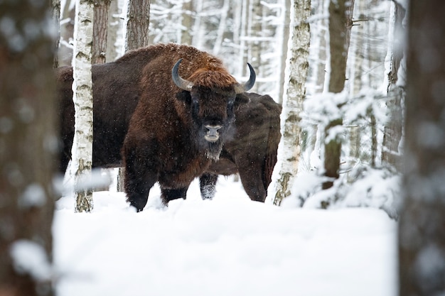 Bisonte europeo en el hermoso bosque blanco durante el invierno Bison bonasus