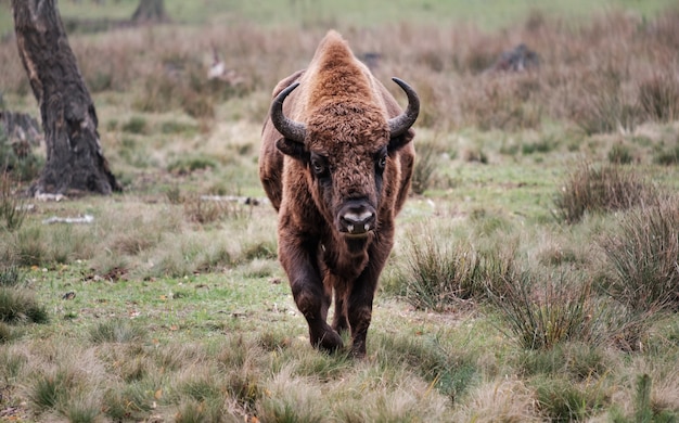 El bisonte europeo o zubr, Bison bonasus