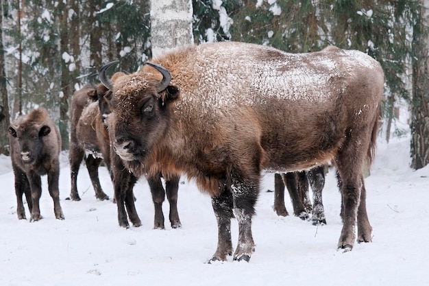 El bisonte europeo salvaje en el bosque del área protegida. La manada de bisontes en el prado. Invierno en la naturaleza salvaje. La curiosa manada de bisontes europeos.