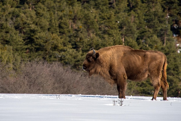 Bisonte europeo sobre fondo de nieve