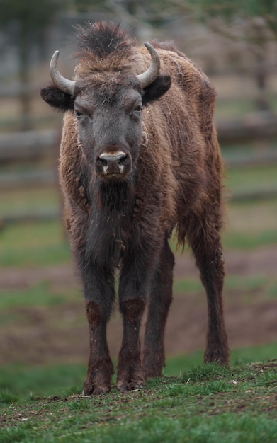 Bisonte Europeo