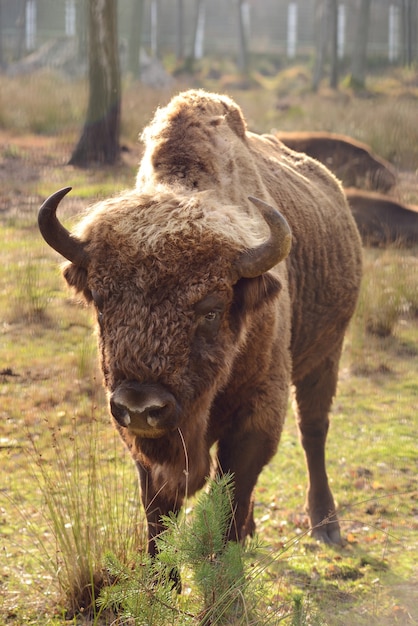 Bisonte europeu do lado de fora no zoológico