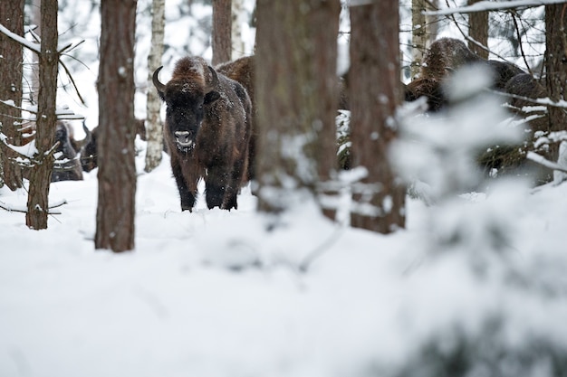 Bisonte europeu na bela floresta branca durante o inverno Bison bonasus