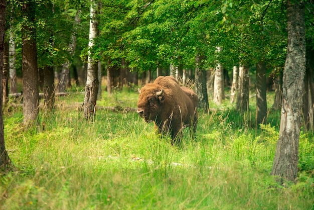 Bisonte europeu no parque nacional da rússia. bisão no verão