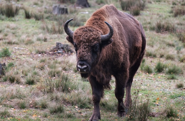 Bisonte europeu ou zubr na natureza