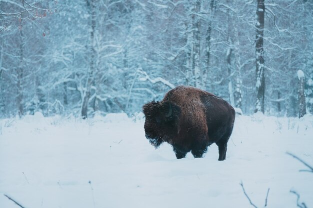 Bisonte en el fondo del bosque y la nieve Bisonte marrón europeo salvaje adulto o Bison Bonasus en invierno Bisonte de madera europeo salvaje en PriokskoTerrasny Reserva de la Biosfera Patrimonio de la UNESCO en Rusia