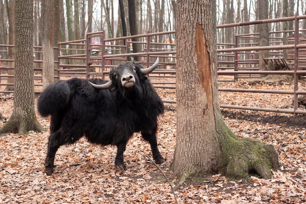 Bisonte negro Animal búfalo Símbolo del año