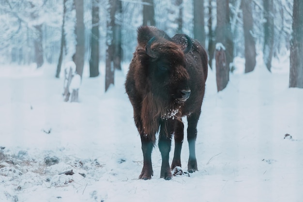 Bisonte no fundo da floresta e na neve bisonte marrom europeu adulto ou bison bonasus no inverno bisonte europeu selvagem na reserva da biosfera de priokskoterrasny patrimônio da unesco na rússia