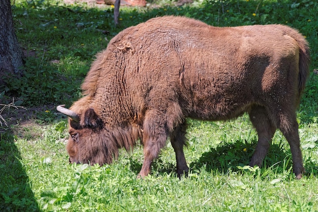 Bisonte en el Parque Nacional de Bialowieza como parte del Parque Nacional Belovezhskaya Pushcha Polonia.