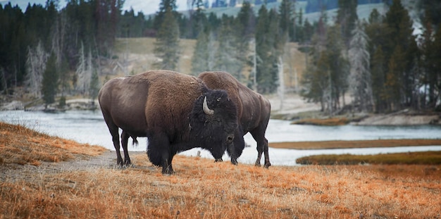 Foto bisonte de pie en el campo durante el invierno