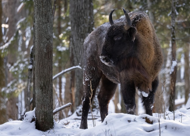 Un bisonte con poderosos cuernos se encuentra en un bosque salvaje en invierno