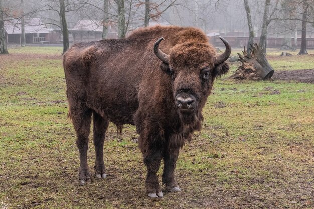 Bisonte en la reserva