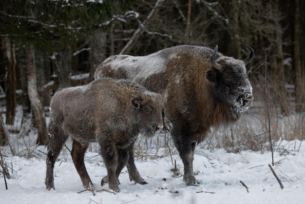 Foto bisonte salvaje en un primer plano de una reserva forestal con un cachorro joven