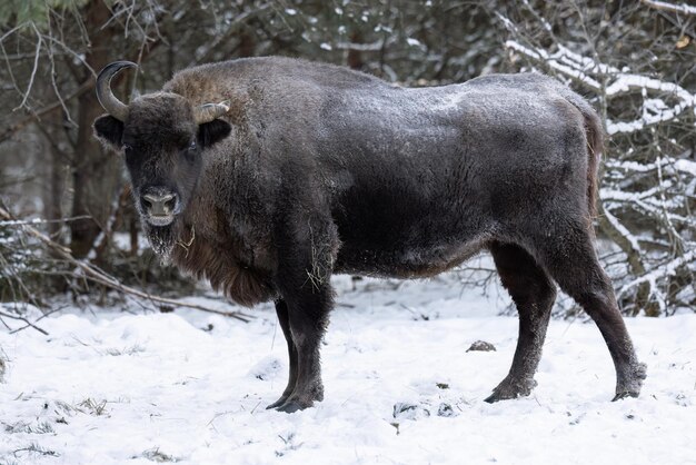 Bisonte salvaje en una reserva forestal en primer plano en invierno