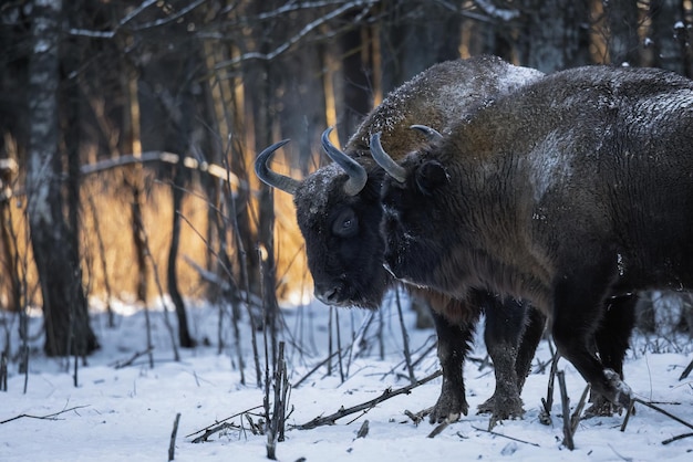 Foto bisonte salvaje en una reserva forestal en primer plano en invierno