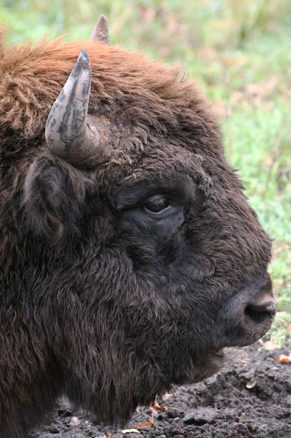 Foto bisonte salvaje