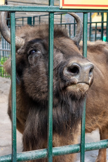 Bisonte en el zoo artiodactyla animal en cautiverio