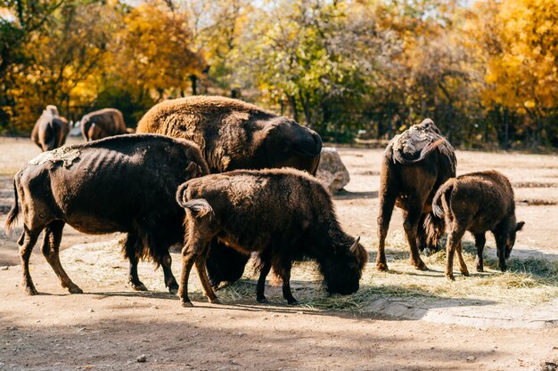 Bisontes comiendo hierba