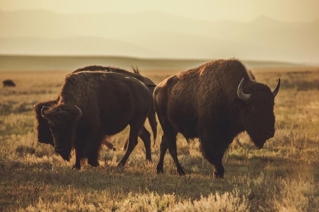 Foto bisontes norte-americanos