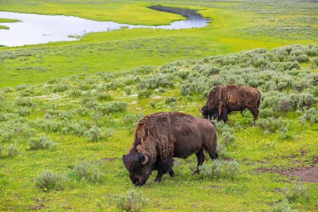 Foto bisontes con paisaje del parque nacional yellow stone