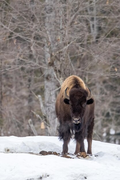 Foto bisontes en un prado cubierto de nieve en ontario, canadá, en un día frío de invierno