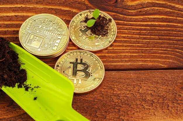 Foto bitcoin dorado y planta verde en suelo.