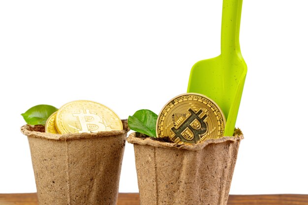 Bitcoin dourado e planta verde no solo