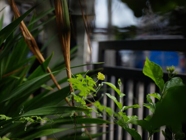 Bittere Kürbisblume und grüne Blätter mit Wassertropfen im Garten