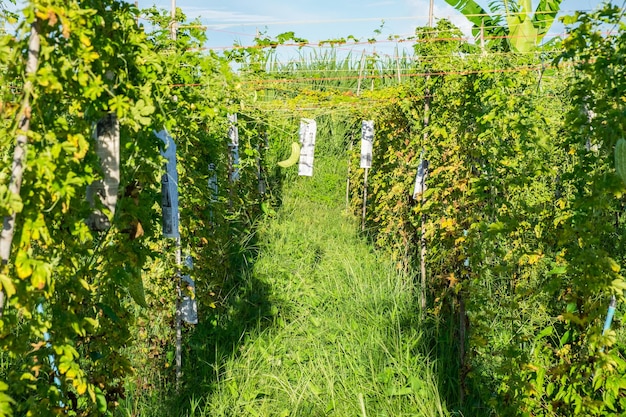 Bitterer Kürbis-Efeu in der Farm