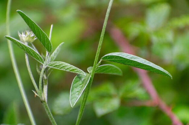 Bituminaria bituminosa Arabische Erbse