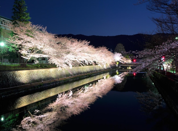 Biwa-Seekanal mit Sakura-Baum bei Nacht