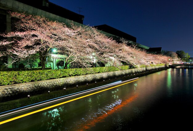 Biwa-Seekanal mit Sakura-Baum