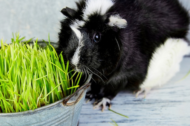 Blacck-Meerschweinchen nahe Vase mit frischem Gras. Studio-Foto.