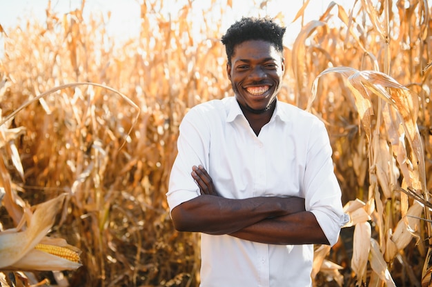 Black Africa American colhendo e descascando milho no campo de milho. Ele tem um novo sorriso e felicidade à noite. Produtos de milho. Agricultura à noite.