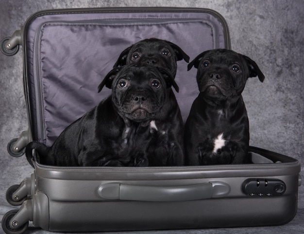 Black American Staffordshire Bull Terrier perros cachorros en una suitcas sobre fondo gris