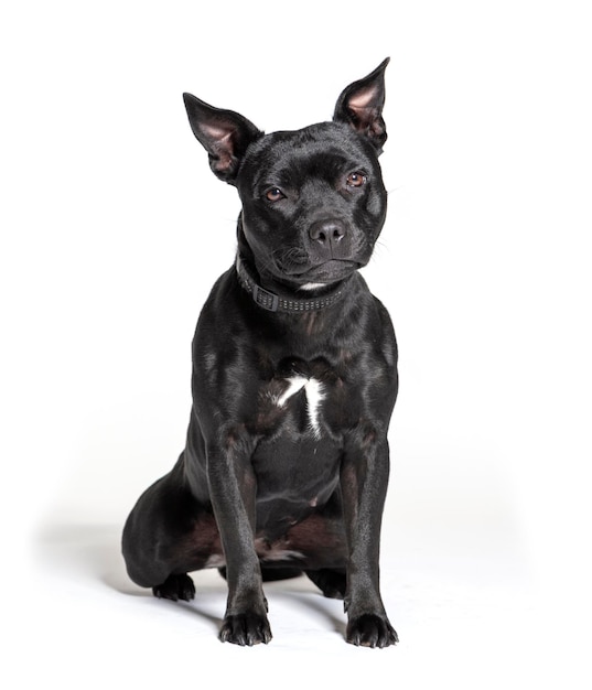 Black American Staffordshire terrier isolado no branco