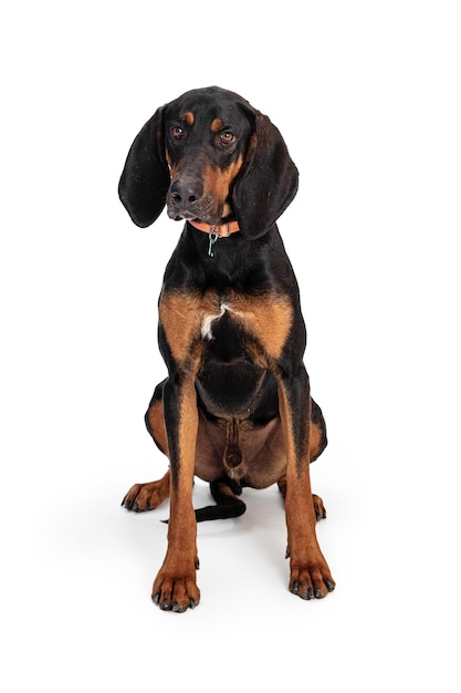 Black and Tan Coonhound sentado no branco