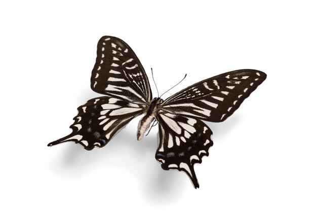 Black and White Butterfly