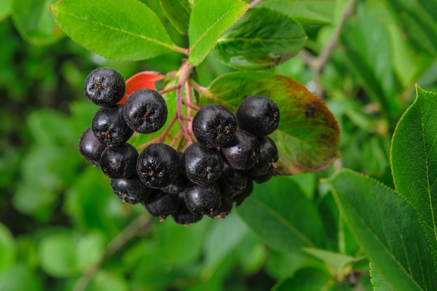 Black Aronia berry em closeup