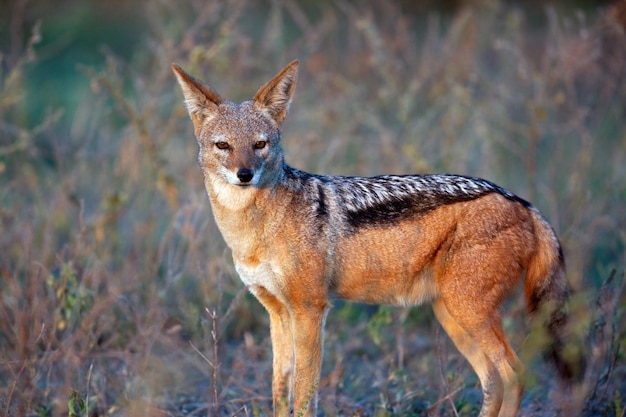 Black Backed Jackal Chobe National Park Botswana