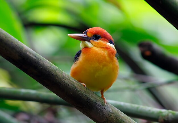 Black Backed Kingfisher Ceyx Lacepede Schöne Vögel von Thailand