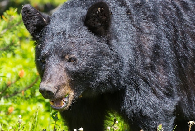 Black Bear